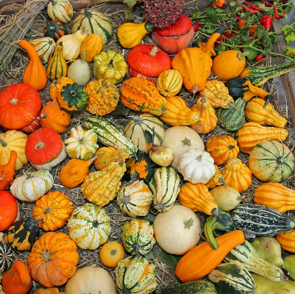 Många små dekorativa pumpor för halloween-fest — Stockfoto