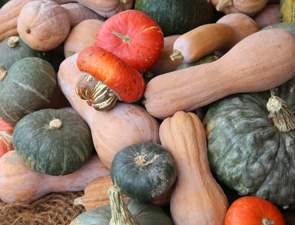 Bouquet de nombreuses citrouilles matures — Photo