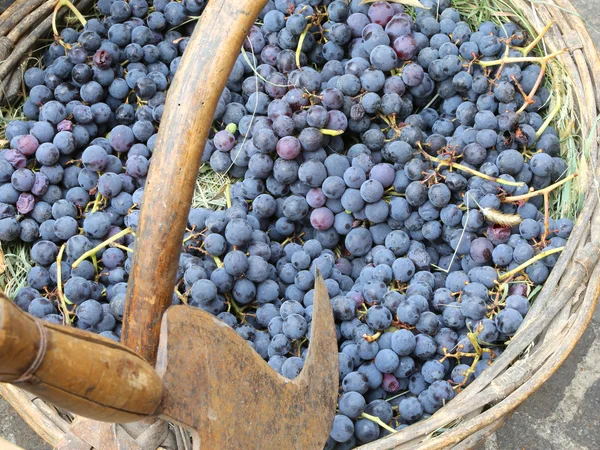 Raisins dans le panier d'osier après la récolte — Photo