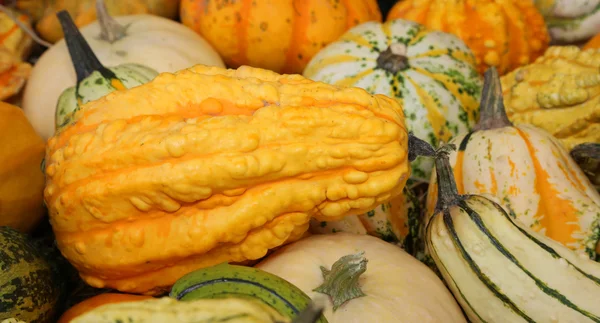 Calabazas reales a su casa para la fiesta de Halloween —  Fotos de Stock