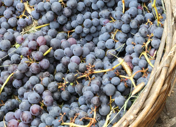 Raisins dans le panier d'osier après la récolte dans le vignoble — Photo