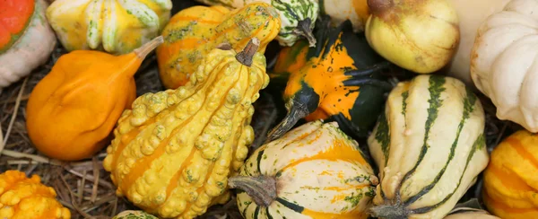 Fond de citrouilles pour Halloween — Photo