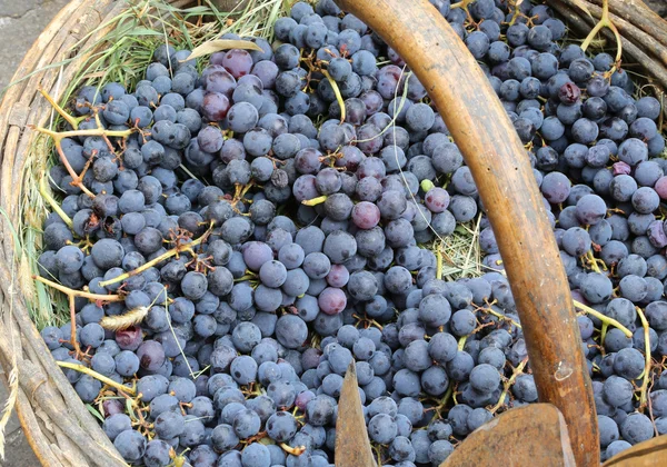 Rijpe druiven in de mand en een oude tool — Stockfoto