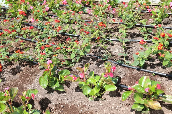 Blomsterrabatt med automatiska bevattningssystem — Stockfoto