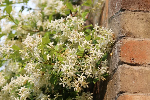 Pianta di gelsomino con molti fiori bianchi molto profumati — Foto Stock