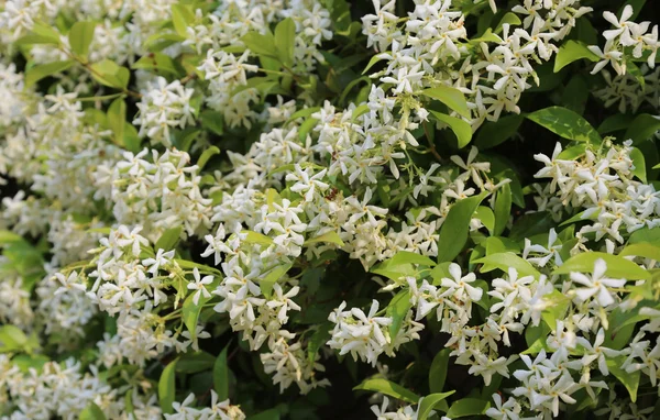 Pianta di gelsomino con molti fiori bianchi — Foto Stock
