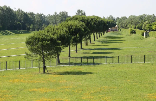 Çam ağaçları ve yeşil çayır ile koşu için park — Stok fotoğraf