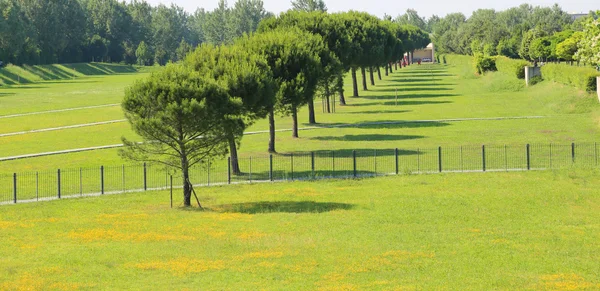 Parque para correr con pinos y prados verdes — Foto de Stock