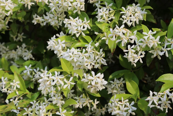 Pianta di gelsomino con molti fiori bianchi in primavera — Foto Stock