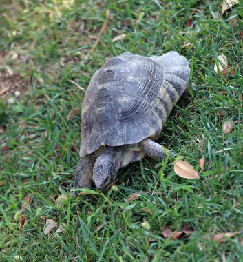 büyük kaplumbağa çimenlerin üzerinde yürüyüş