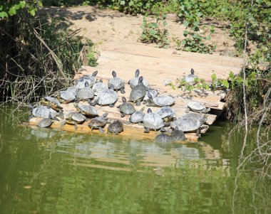 birçok kaplumbağalar kendilerini gölün kıyısında sunning