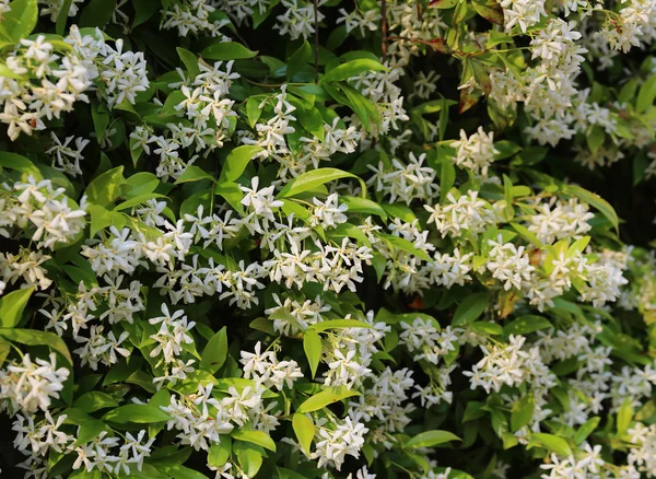 Jasmine roślin z białych kwiatów na wiosnę — Zdjęcie stockowe