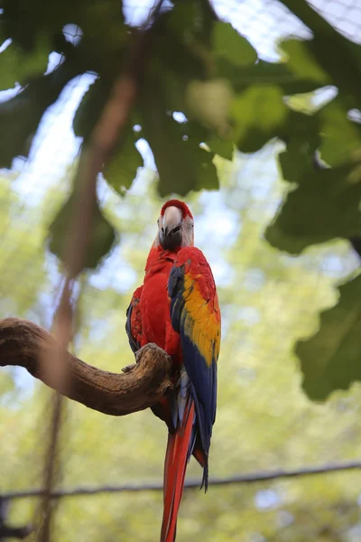 Parrot ara with long beak perch on tree — Stock Photo, Image