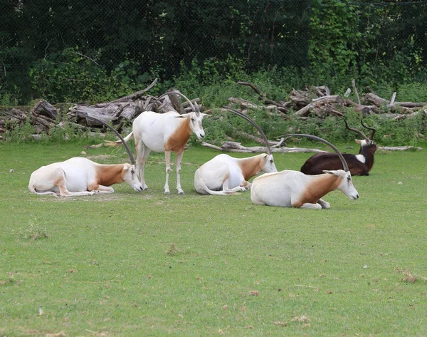 Rara manada de oryx cimitarra pastando la hierba —  Fotos de Stock