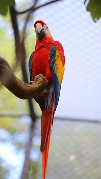 Colorful parrot ara with long beak — Stock Photo, Image