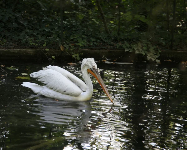 Big pelican with long beak while swimming — Stock Photo, Image