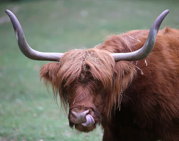 Big yak with long brown fur while grazing — Stock Photo, Image