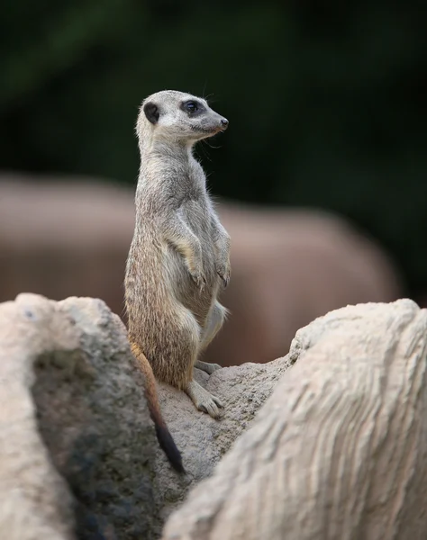 Pequena meerkat de pé sobre a rocha do deserto — Fotografia de Stock