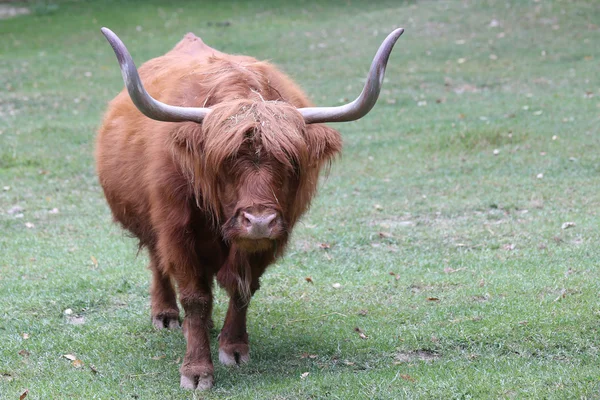 Big yak with long brown hair and big horns — Stock Photo, Image