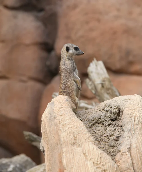 Piccolo suricato in piedi nella pietra — Foto Stock