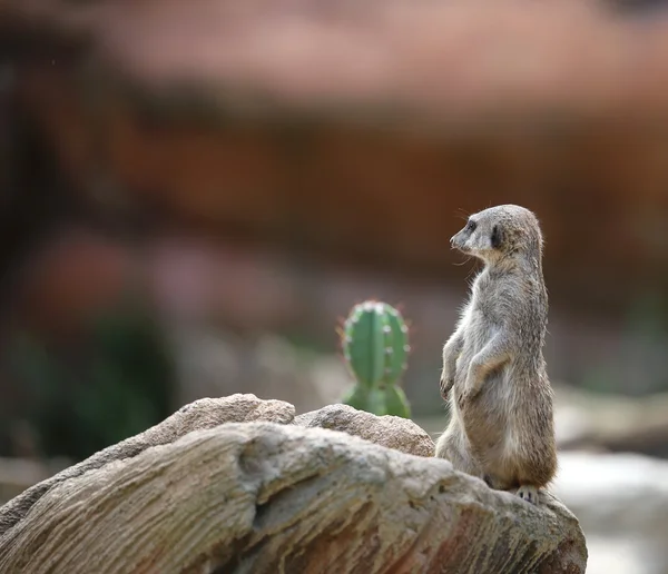 Meerkat in piedi sulla roccia — Foto Stock