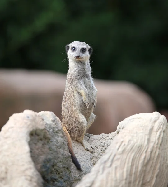 Meerkat in piedi controlla il suo territorio alla ricerca di prede — Foto Stock