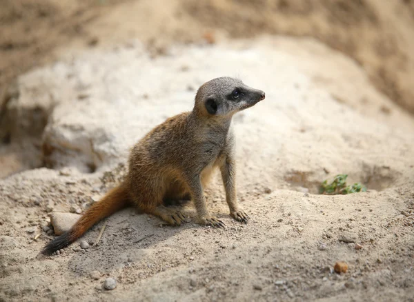 Meerkat in piedi sulla roccia del deserto e controlla il suo terr — Foto Stock