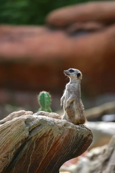 Μικρό meerkat όρθια πάνω στο βράχο της ερήμου — Φωτογραφία Αρχείου