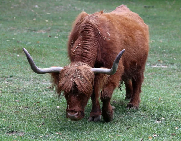 Yak with  long horns while grazing the lawn — Stock Photo, Image