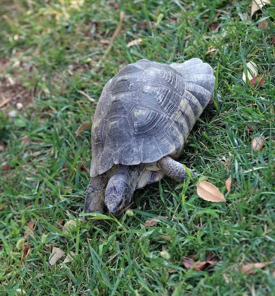 Stor sköldpadda gå på gräset — Stockfoto