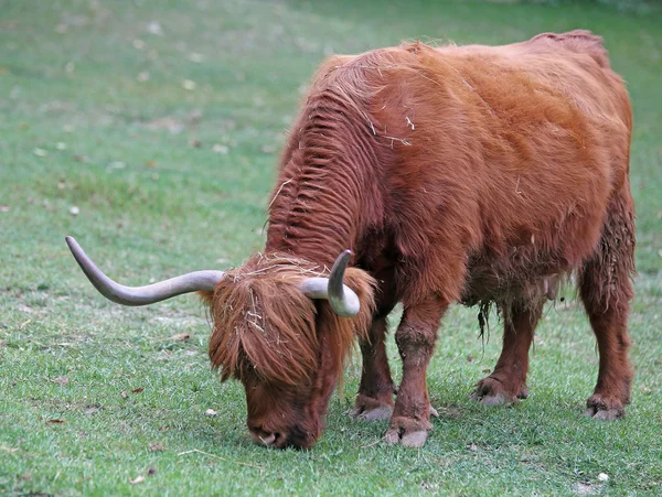 Yak while grazing the lawn — Stock Photo, Image