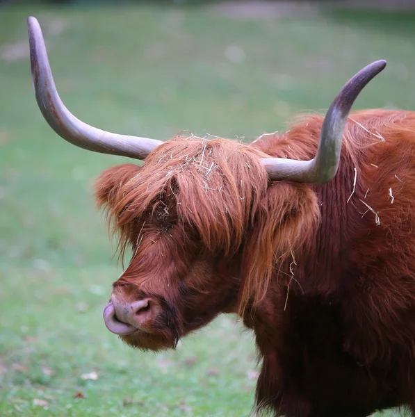 Big yak with long hair while grazing the lawn — Stock Photo, Image