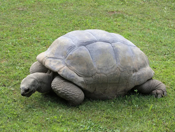 old turtle with robust shell