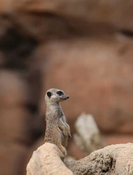 Λίγο meerkat στέκεται στην πέτρα — Φωτογραφία Αρχείου