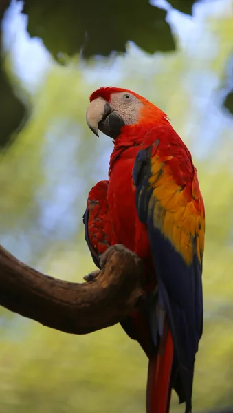 Parrot with red feathers in the chest — Stock Photo, Image