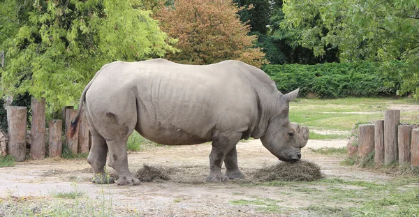 Grote rhino met lange hoorn terwijl begrazing — Stockfoto