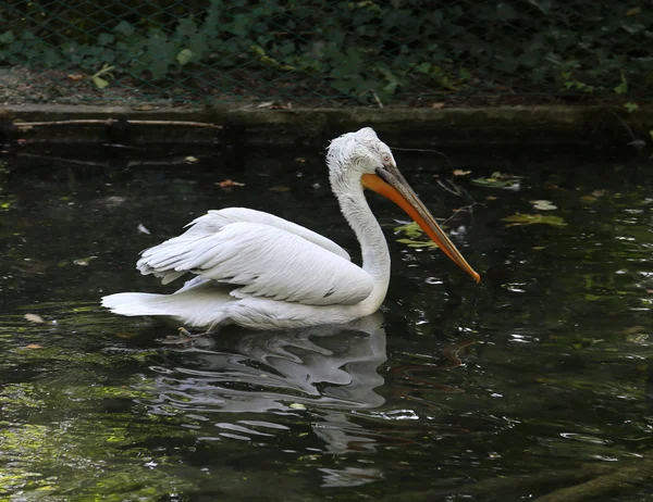 Pelican with long beak while swimming on the pond — Stock Photo, Image