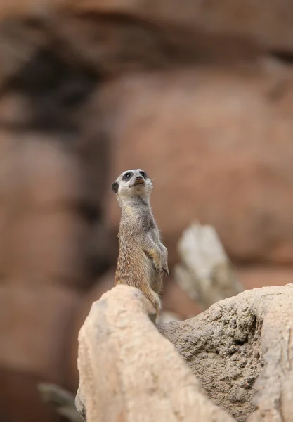 Meerkat in piedi nella pietra e controlla il suo territorio — Foto Stock