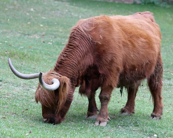 Big yak with long brown hair and long horns — Stock Photo, Image