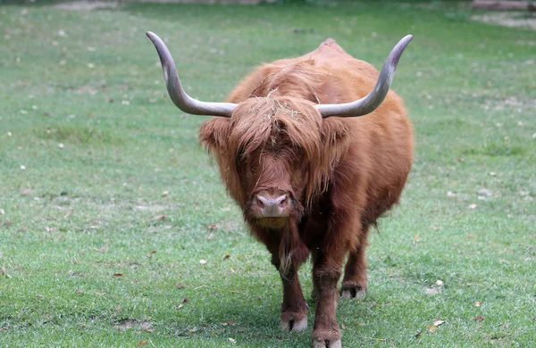 Big yak with long brown hair — Stock Photo, Image