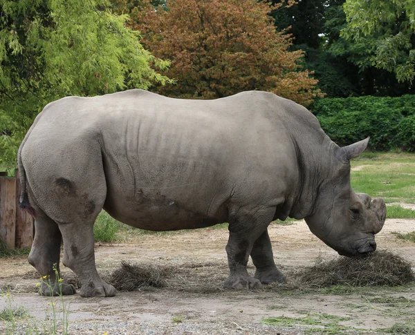 Neushoorn terwijl het gras grazen — Stockfoto