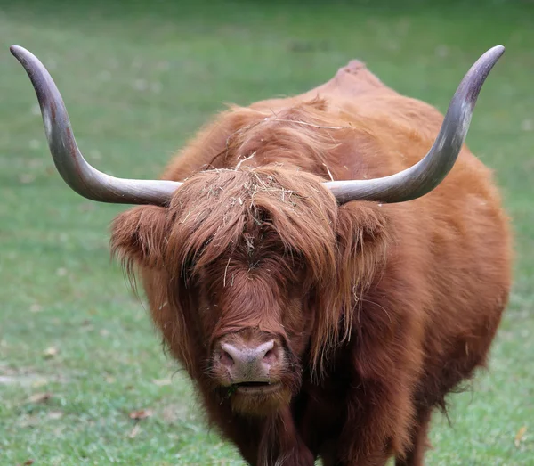 Yak with long brown hair and long horns while grazing — Stock Photo, Image