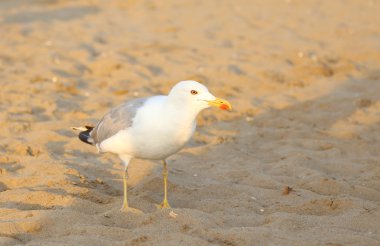 Yaz aylarında sahilde martı
