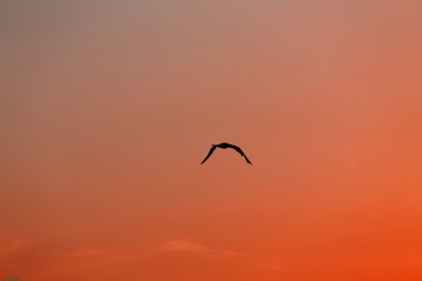 muazzam kanat açıklığı günbatımına doğru uçan kuşla