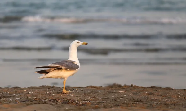 Gaviota en la playa en verano —  Fotos de Stock