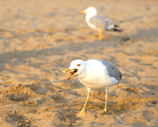 Beyaz martı bir ekmek kırıntı sahilde yaz aylarında yiyor — Stok fotoğraf