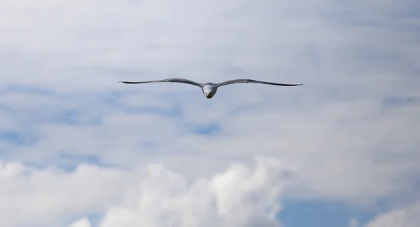 Gaviota blanca volando en el cielo entre las nubes —  Fotos de Stock