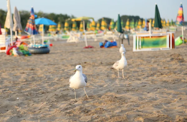 Witte zeemeeuw op het strand — Stockfoto