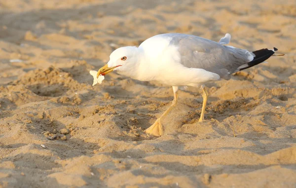 Gaviota come una miga de pan en la playa —  Fotos de Stock