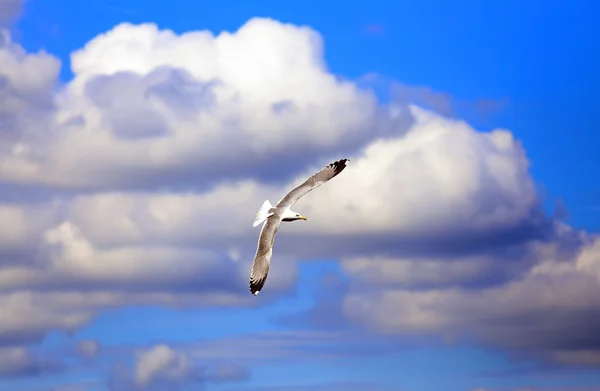 Libre gaviota blanca volando — Foto de Stock
